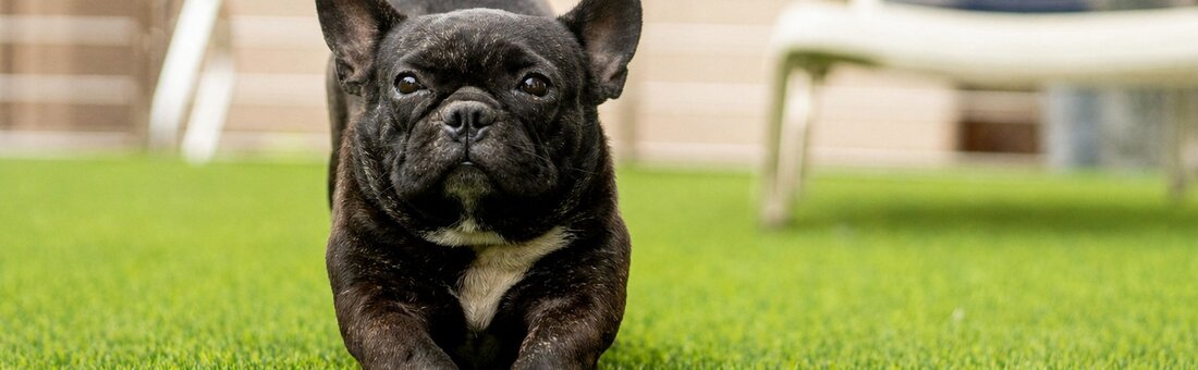 Black French bulldog lounging contentedly on clean, pet-safe synthetic turf