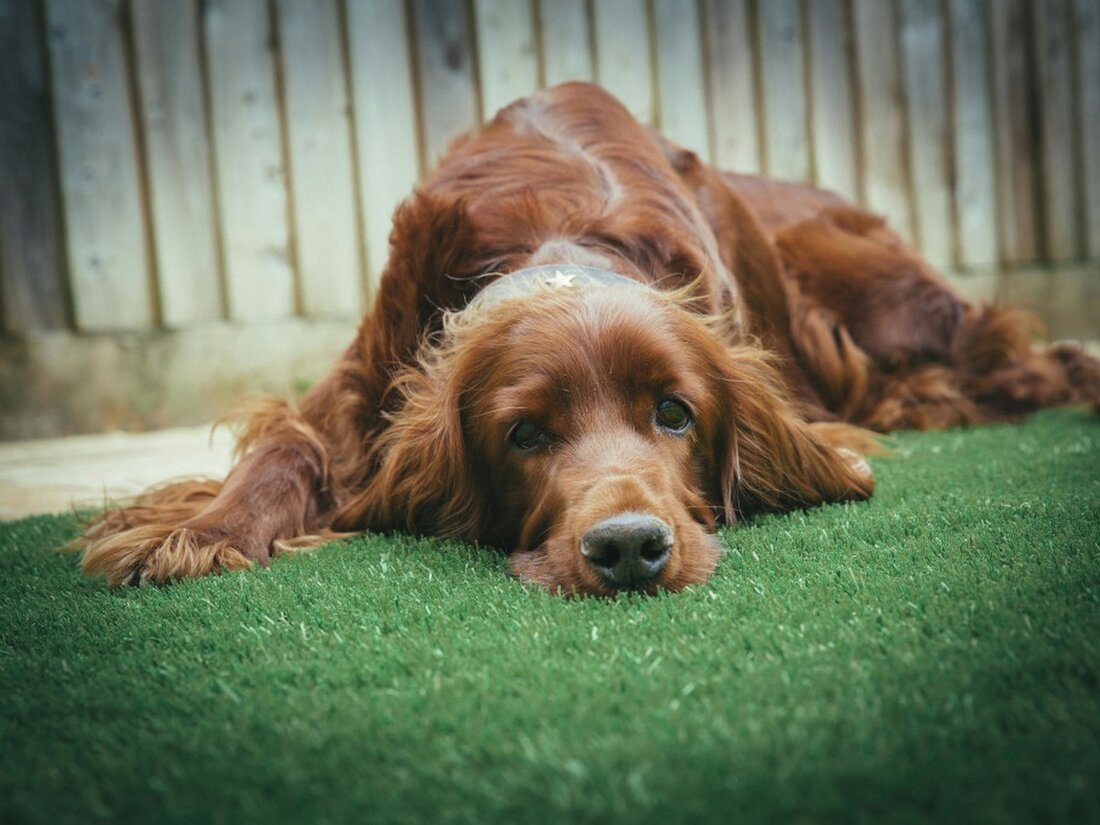 Golden Cocker Spaniel resting peacefully on soft synthetic turf